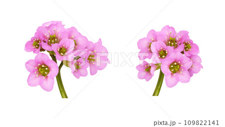 Set of pink flowers of bergenia crassifolia isolated Set of pink flowers of bergenia crassifolia isolated 109822141