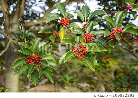 鈴なりに赤い実を付けた「クロガネモチ」 109822292