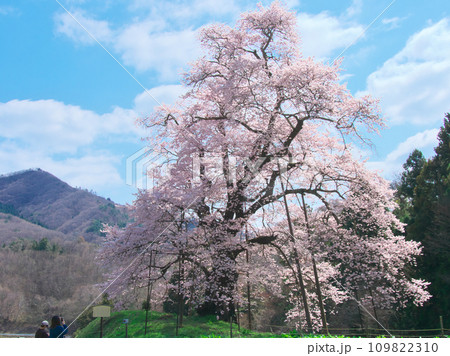 一本桜 - 女神山に臨み満開で咲く秋山の駒桜 一本桜 - 女神山に臨み満開で咲く秋山の駒桜 109822310