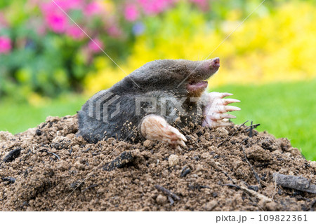 Mole, Talpa europaea, making mole hill and damaging beautiful lawn and flower garden. 109822361