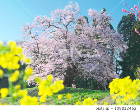 一本桜 - 菜の花と満開の秋山の駒桜 109822462