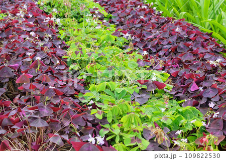 Oxalis triangularis is growing in greenhouse. Violet and green plant. Cultivated for its romantic flowers. Oxalis triangularis is growing in greenhouse. Violet and green plant. Cultivated for its romantic flowers. 109822530