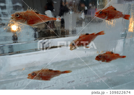 さっぽろ雪まつり 魚群 すすきの会場 さっぽろ雪まつり 魚群 すすきの会場 109822674