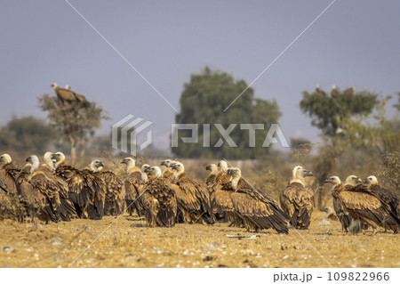 gyps fulvus or griffon vulture or eurasian griffon flock or family basking in sun during winter migration at jorbeer conservation reserve bikaner rajasthan india asia gyps fulvus or griffon vulture or eurasian griffon flock or family basking in sun during winter migration at jorbeer conservation reserve bikaner rajasthan india asia 109822966
