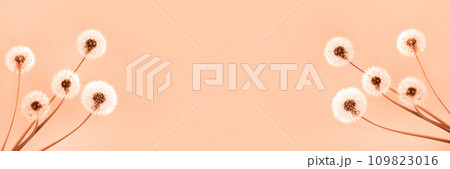 Soft fluffy dandelions with white seeds on a peach fuzz background with space for text. Copy space. Banner. Trendy color of year 2024 - Peach Fuzz. Soft fluffy dandelions with white seeds on a peach fuzz background with space for text. Copy space. Banner. Trendy color of year 2024 - Peach Fuzz. 109823016