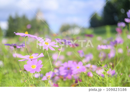 満開のコスモス(特殊撮影による柔らかいトーン) 満開のコスモス(特殊撮影による柔らかいトーン) 109823186