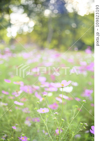 満開のコスモス（特殊撮影による柔らかいトーン） 109823193