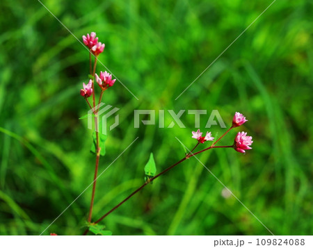 初秋の開田高原水生植物園に咲くミゾソバ 109824088