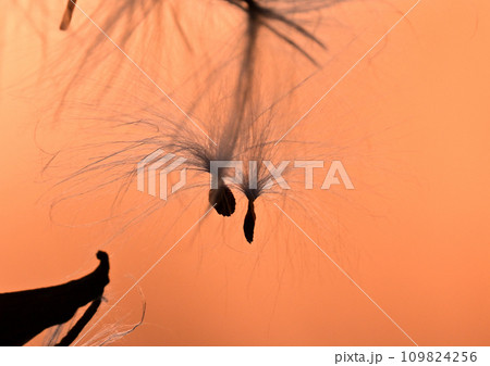 夕陽に輝くガガイモの綿毛 夕陽に輝くガガイモの綿毛 109824256