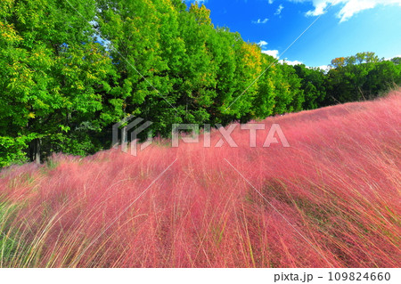 【大阪府】万博記念公園の花の丘のピンクの海(ミューレンベルギア) 【大阪府】万博記念公園の花の丘のピンクの海(ミューレンベルギア) 109824660