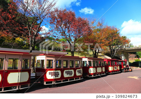 【大阪府】紅葉の万博記念公園の森のトレイン（万博公園中央口駅） 109824673