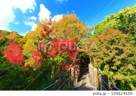 【大阪府】万博記念公園の森の空中観察路の紅葉（ソラード ） 109824680