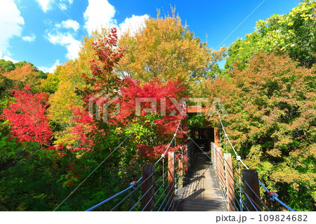 【大阪府】万博記念公園の森の空中観察路の紅葉（ソラード ） 109824682