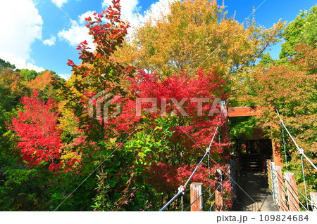 【大阪府】万博記念公園の森の空中観察路の紅葉（ソラード ） 109824684