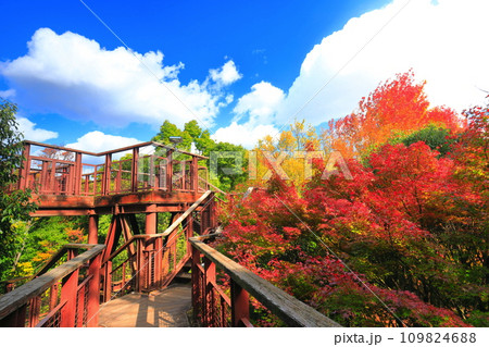 【大阪府】万博記念公園の森の空中観察路の紅葉(ソラード ) 【大阪府】万博記念公園の森の空中観察路の紅葉(ソラード ) 109824688