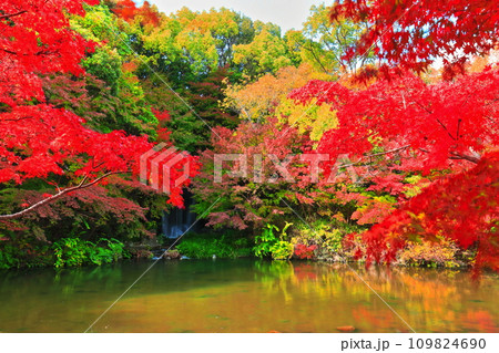 【大阪府】万博記念公園のもみじの滝と紅葉（紅葉渓 ） 109824690
