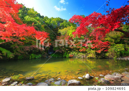 【大阪府】万博記念公園のもみじの滝と紅葉（紅葉渓 ） 109824691