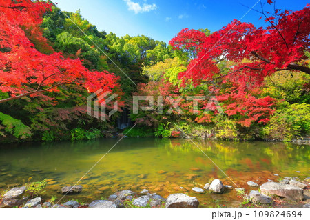 【大阪府】万博記念公園のもみじの滝と紅葉（紅葉渓 ） 109824694
