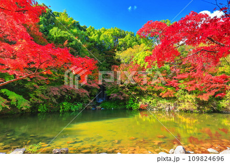 【大阪府】万博記念公園のもみじの滝と紅葉（紅葉渓 ） 109824696