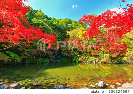 【大阪府】万博記念公園のもみじの滝と紅葉（紅葉渓 ） 109824697
