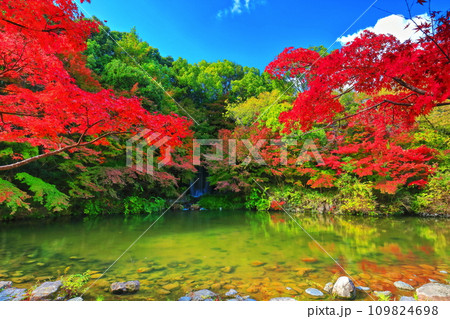 【大阪府】万博記念公園のもみじの滝と紅葉(紅葉渓 ) 【大阪府】万博記念公園のもみじの滝と紅葉(紅葉渓 ) 109824698