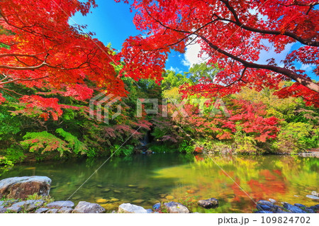 【大阪府】万博記念公園のもみじの滝と紅葉(紅葉渓 ) 【大阪府】万博記念公園のもみじの滝と紅葉(紅葉渓 ) 109824702