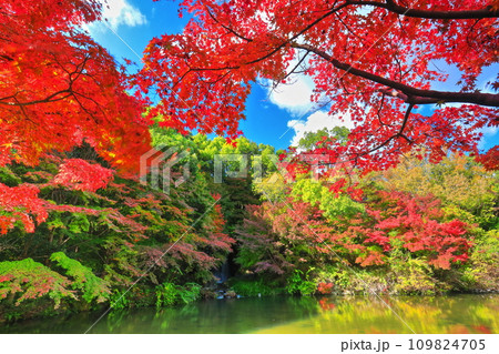 【大阪府】万博記念公園のもみじの滝と紅葉（紅葉渓 ） 109824705