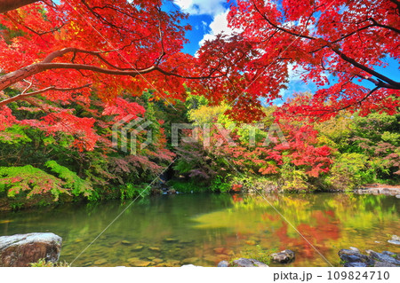 【大阪府】万博記念公園のもみじの滝と紅葉（紅葉渓 ） 109824710