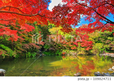 【大阪府】万博記念公園のもみじの滝と紅葉（紅葉渓 ） 109824711