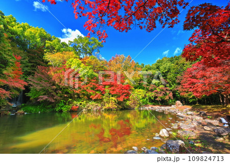 【大阪府】万博記念公園のもみじの滝と紅葉（紅葉渓 ） 109824713