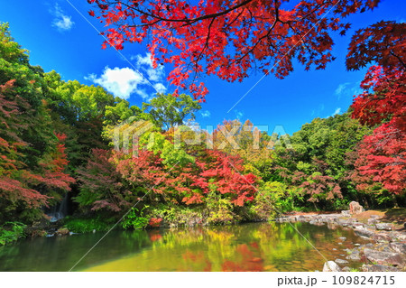 【大阪府】万博記念公園のもみじの滝と紅葉（紅葉渓 ） 109824715