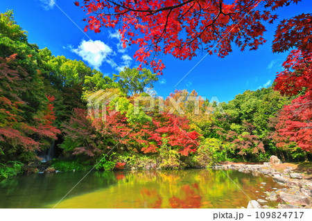 【大阪府】万博記念公園のもみじの滝と紅葉（紅葉渓 ） 109824717