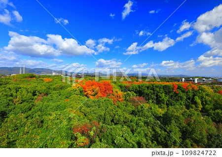 【大阪府】遠見の丘 展望タワーから見た万博記念公園の紅葉 109824722