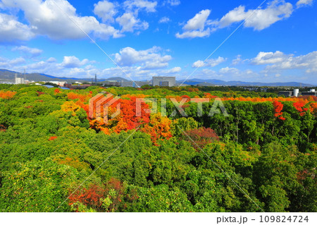 【大阪府】遠見の丘 展望タワーから見た万博記念公園の紅葉 【大阪府】遠見の丘 展望タワーから見た万博記念公園の紅葉 109824724