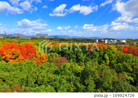 【大阪府】遠見の丘 展望タワーから見た万博記念公園の紅葉 109824726