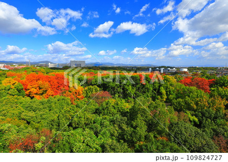 【大阪府】遠見の丘 展望タワーから見た万博記念公園の紅葉 109824727