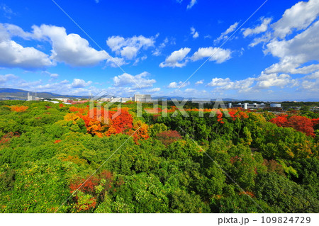 【大阪府】遠見の丘 展望タワーから見た万博記念公園の紅葉 109824729