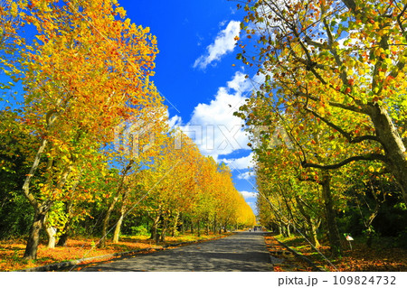【大阪府】快晴の万博記念公園の西大路のプラタナス並木の黄葉 【大阪府】快晴の万博記念公園の西大路のプラタナス並木の黄葉 109824732