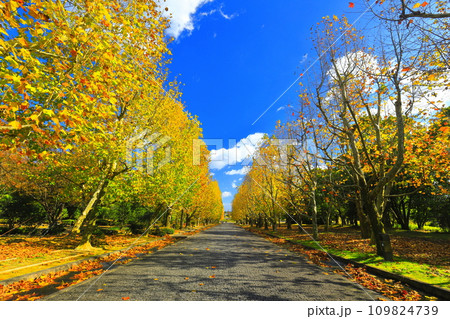 【大阪府】快晴の万博記念公園の西大路のプラタナス並木の黄葉 109824739