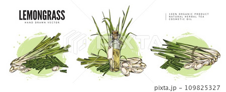 Lemongrass plant colorful hand drawn labels sketch vector illustration isolated. Lemongrass plant colorful hand drawn labels sketch vector illustration isolated. 109825327