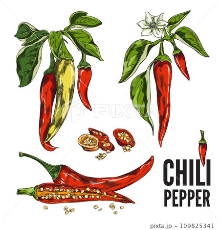 Hand drawn chili peppers set, sketch vector illustration isolated on white background. 109825341