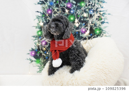微笑むトイプードルとクリスマスツリー 109825396