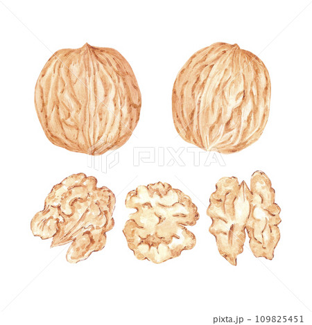Hand drawn watercolor walnut isolated on white background. Can be used for card, label, banner and other printed products. Hand drawn watercolor walnut isolated on white background. Can be used for card, label, banner and other printed products. 109825451