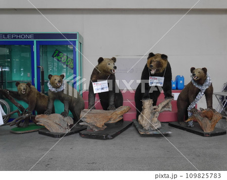 一列に並んだ熊のはく製 一列に並んだ熊のはく製 109825783