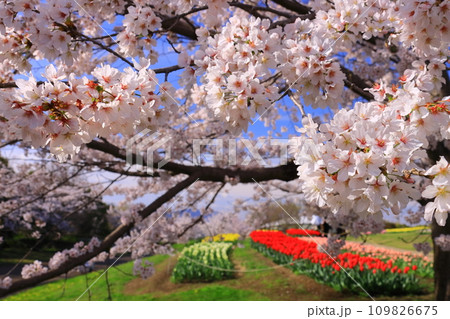 馬見丘陵公園（奈良県北葛城郡）に咲く満開の桜とチューリップ 109826675