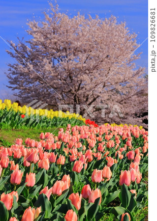 馬見丘陵公園（奈良県北葛城郡）に咲く満開の桜とチューリップ 109826681
