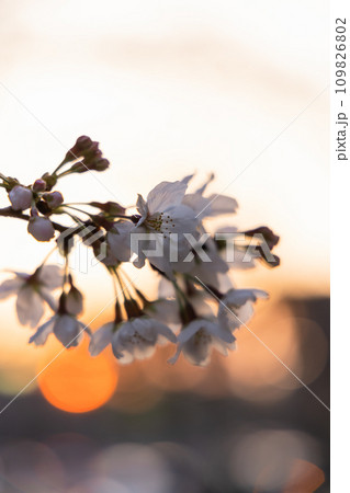 夕陽に照らされる開花間もないさくら 109826802