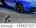 青いスーパーカーとタヌキ人形 109827227