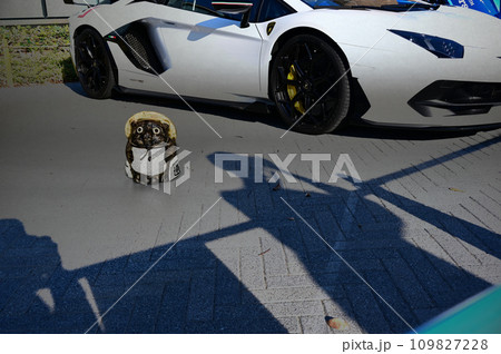 白いスーパーカーとタヌキ人形 109827228