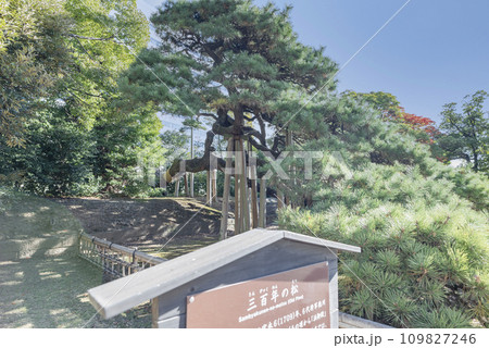浜離宮恩賜庭園の三百年の松 浜離宮恩賜庭園の三百年の松 109827246